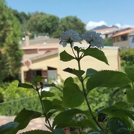 Bed and Breakfast Il Girasole